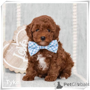 Photo №1. poodle (dwarf) - for sale in the city of Saarbrücken | negotiated | Announcement № 164344