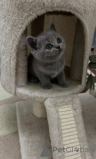 Photo №1. british shorthair - for sale in the city of Badenheim | 516$ | Announcement № 164555