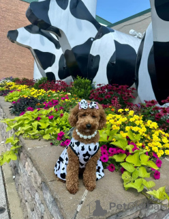 Photo №2 to announcement № 146067 for the sale of poodle (royal) - buy in Australia breeder