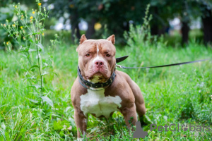 Additional photos: American bully puppies standard classic