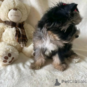 Photo №1. yorkshire terrier - for sale in the city of Amstetten | negotiated | Announcement № 157328