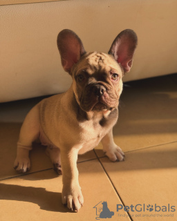 Photo №4. I will sell french bulldog in the city of Dubai. private announcement - price - negotiated