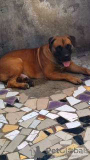 Photo №1. boerboel - for sale in the city of Tunis | Is free | Announcement № 8825