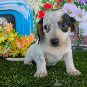 Photo №3. Selena Female Dachshund 9 Weeks Old. Germany