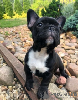 Photo №1. french bulldog - for sale in the city of Штутгарт | 380$ | Announcement № 120663