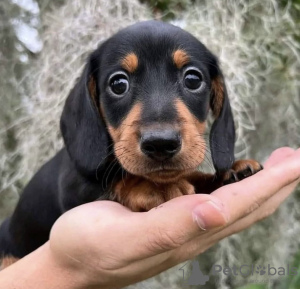 Photo №3. Vaccinated Dachshund puppies for sale to caring families. Germany