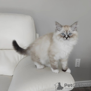 Photo №1. ragdoll - for sale in the city of Anderlecht | Is free | Announcement № 128945