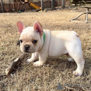 Photo №2 to announcement № 78618 for the sale of french bulldog - buy in Bulgaria private announcement