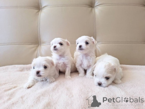 Photo №2 to announcement № 174648 for the sale of maltese dog - buy in Czech Republic breeder