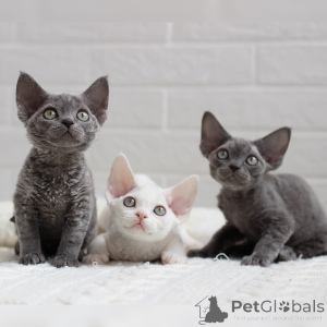 Photo №1. devon rex - for sale in the city of BeauFort | negotiated | Announcement № 164271