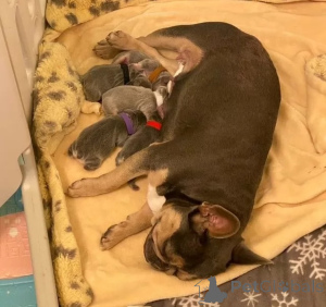 Photo №3. Adorable French Bulldog Puppies Ready for Their Forever Homes!. United Kingdom