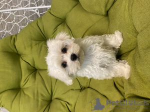 Photo №2 to announcement № 51701 for the sale of maltese dog - buy in Ukraine 