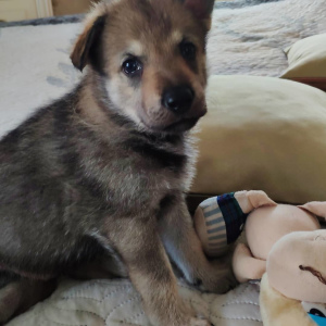 Additional photos: Czechoslovakian wolfdog puppies for sale