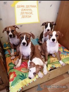 Photo №1. american staffordshire terrier - for sale in the city of Москва | negotiated | Announcement № 9329