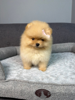Photo №2 to announcement № 168175 for the sale of pomeranian - buy in Belgium private announcement