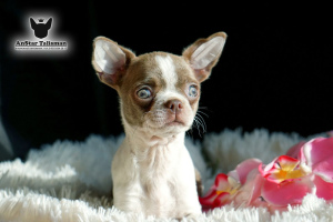 Photo №1. chihuahua - for sale in the city of Москва | 1664$ | Announcement № 4851