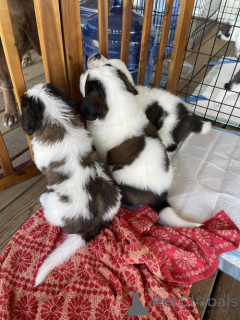 Photo №1. st. bernard - for sale in the city of Copenhague | 310$ | Announcement № 174948