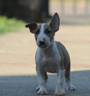 Photo №4. I will sell bull terrier in the city of Belgrade. breeder - price - negotiated