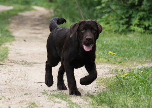 Additional photos: Bred Labrador puppy