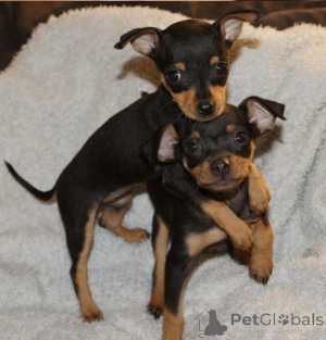 Photo №2 to announcement № 135625 for the sale of dobermann - buy in Germany breeder