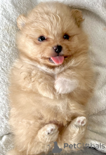 Photo №2 to announcement № 112167 for the sale of pomeranian - buy in United States 