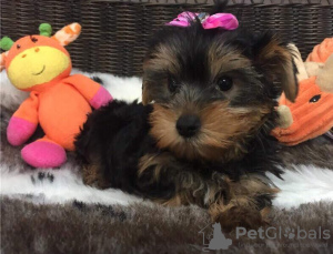 Photo №1. yorkshire terrier - for sale in the city of Liberec | Is free | Announcement № 83201
