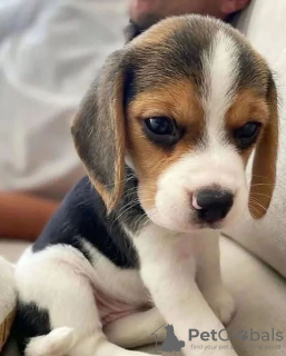 Photo №1. beagle - for sale in the city of Graz | negotiated | Announcement № 53351