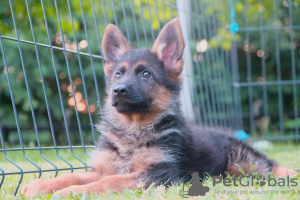 Additional photos: German shepherd puppies