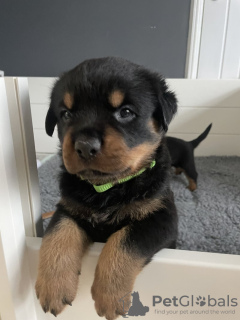 Photo №2 to announcement № 123493 for the sale of rottweiler - buy in Finland private announcement, breeder