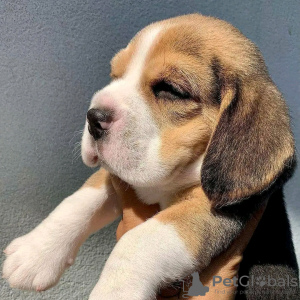 Photo №2 to announcement № 116959 for the sale of beagle - buy in Belgium 