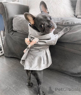 Photo №1. french bulldog - for sale in the city of Leipzig | negotiated | Announcement № 152112