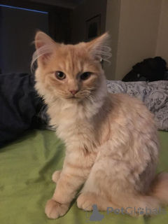 Photo №1. american wirehair - for sale in the city of Aizlingen | 413$ | Announcement № 157797