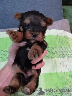 Photo №4. I will sell beaver yorkshire terrier, yorkshire terrier in the city of Daugavpils. private announcement, breeder - price - 475$