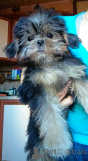 Photo №2 to announcement № 139161 for the sale of yorkshire terrier - buy in Russian Federation private announcement