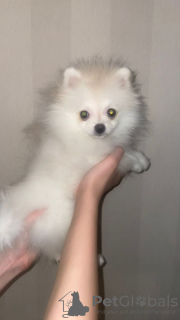 Photo №4. I will sell pomeranian in the city of Kirov. private announcement - price - 456$