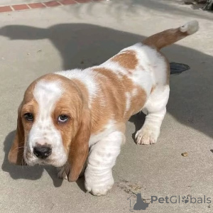 Photo №1. basset hound - for sale in the city of Recklinghausen | 361$ | Announcement № 166487