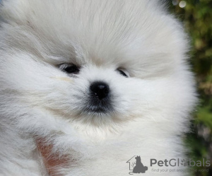 Additional photos: pomeranian