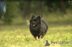 Photo №2 to announcement № 17919 for the sale of pomeranian - buy in Russian Federation private announcement, breeder