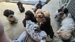 Photo №1. lagotto romagnolo - for sale in the city of Trstenik | 310$ | Announcement № 160326