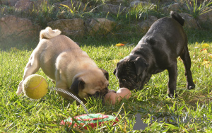 Photo №2 to announcement № 160918 for the sale of pug - buy in Belgium private announcement, breeder