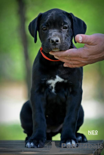Photo №2 to announcement № 99737 for the sale of cane corso - buy in Serbia breeder