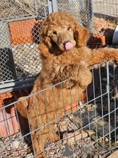 Photo №4. I will sell poodle (royal) in the city of Werbass.  - price - negotiated