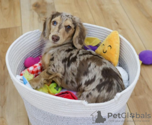 Photo №2 to announcement № 118970 for the sale of dachshund - buy in United Kingdom private announcement, from nursery, from the shelter, breeder