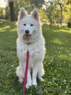 Photo №2 to announcement № 81227 for the sale of samoyed dog - buy in Hungary private announcement