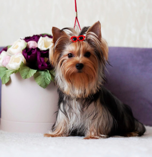 Photo №1. yorkshire terrier - for sale in the city of Полоцк | Negotiated | Announcement № 4561