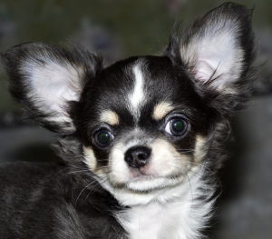 Photo №1. chihuahua - for sale in the city of Москва | 0$ | Announcement № 1457
