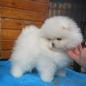 Photo №1. pomeranian - for sale in the city of Würzburg | 380$ | Announcement № 120189