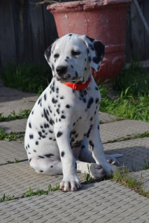 Photo №4. I will sell dalmatian dog in the city of Krasnoyarsk. private announcement, from nursery, breeder - price - 260$