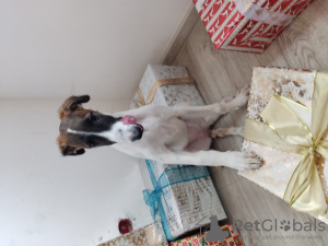 Photo №2 to announcement № 30252 for the sale of borzoi - buy in Belarus private announcement