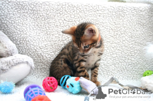 Photo №4. I will sell bengal cat in the city of Berlin. breeder - price - 317$